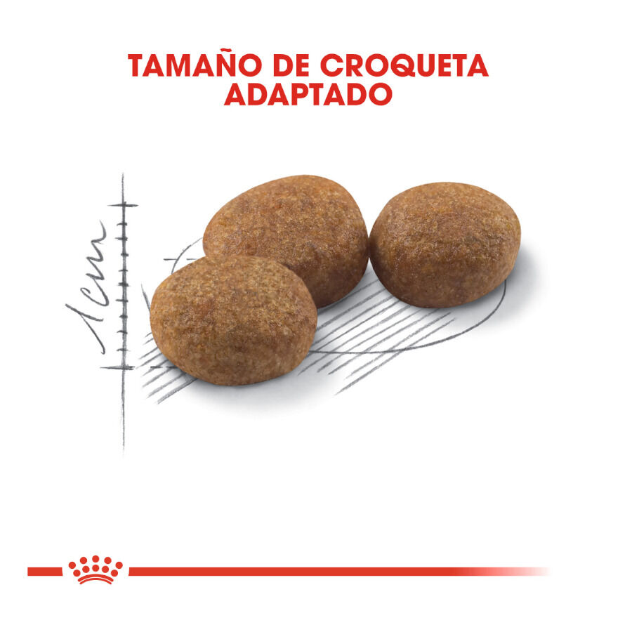 Royal Canin Regular Sterilised 37 pienso para gatos thumbnail