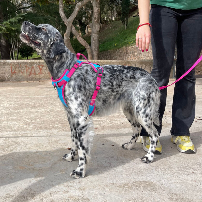 Freedog Cool Pro Tech Fucsia Arnés Refrescante Deportivo para perros thumbnail