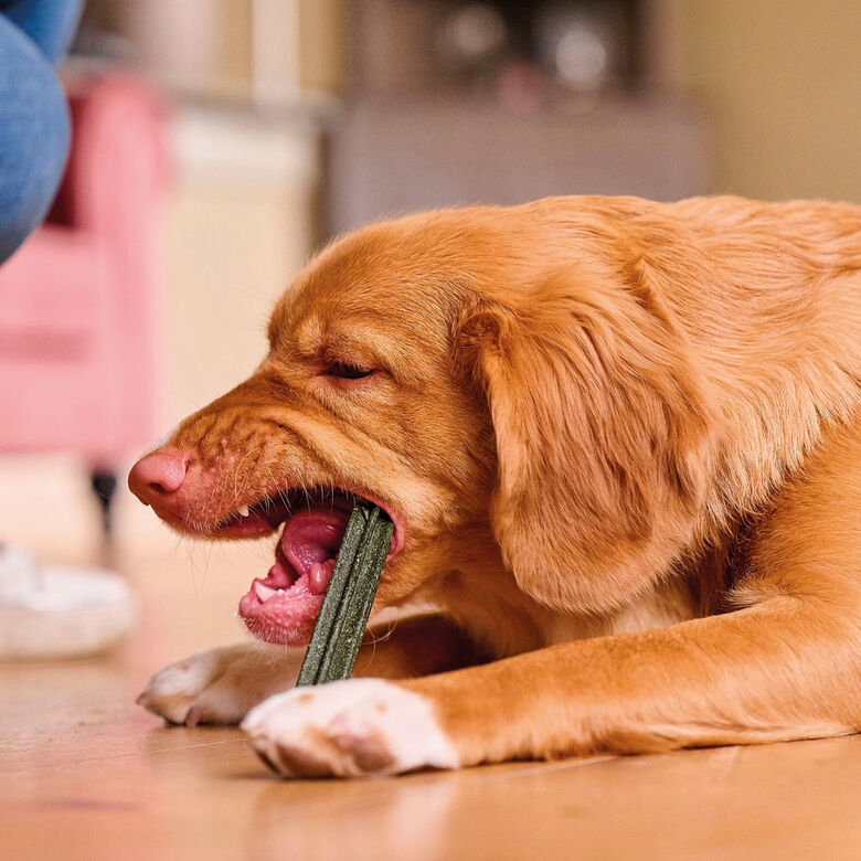 Beaphar Sticks Dentales para perros medianos y grandes. thumbnail