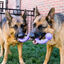 Kong Ogee Curvas Mordedor para perros, , large indicador imagen numero 2