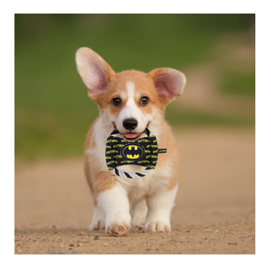 DC Comics Batman Disco de Cuerda con Sonido para perros, , large Imagen numero 2