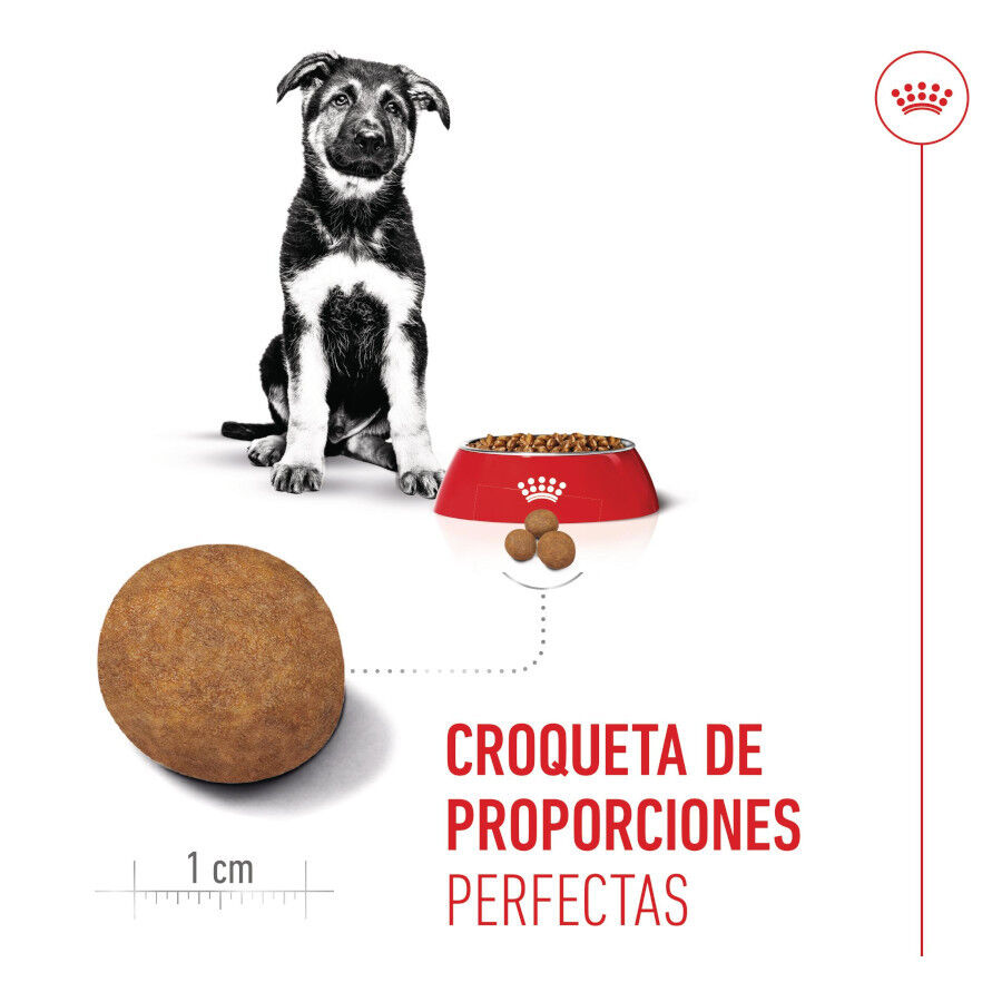 Royal Canin Puppy Maxi pienso para perros thumbnail