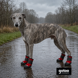 Gotoo Zapatos Rojo y Negro para galgos
