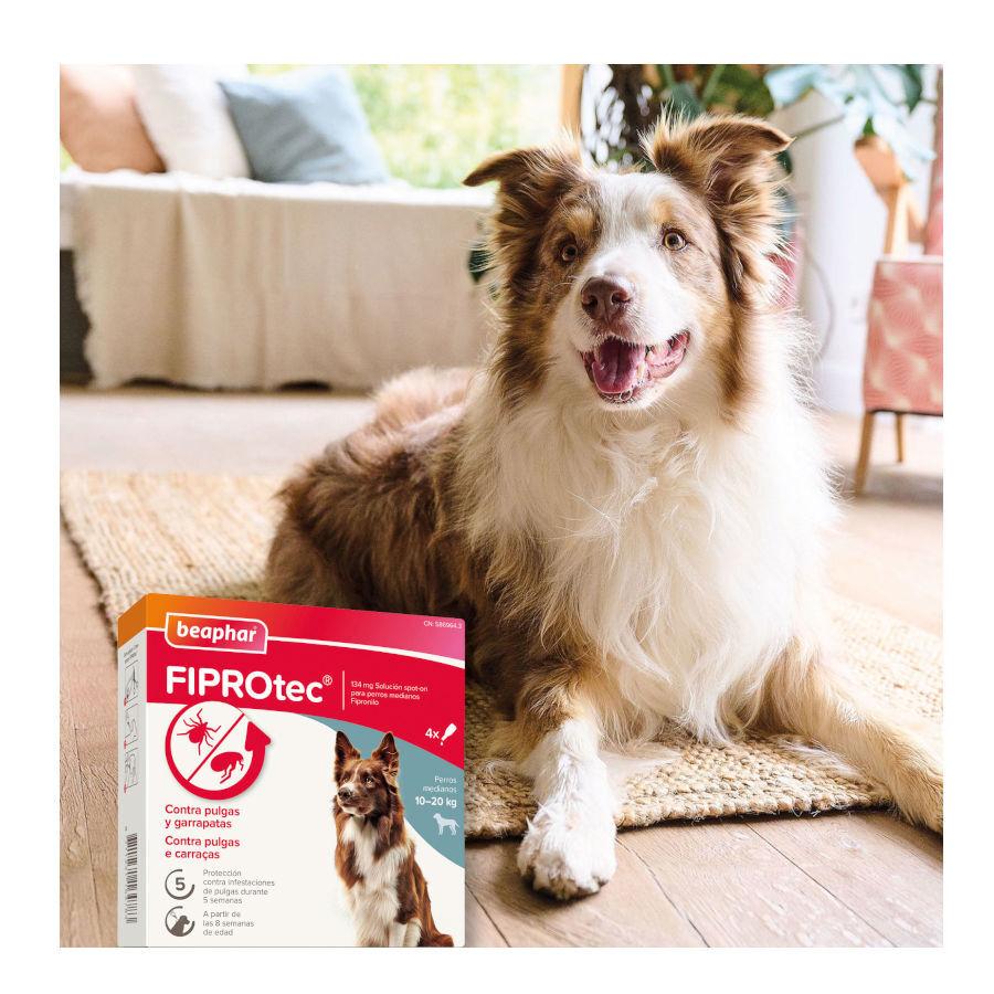 Beaphar FiproTec Pipetas para perros thumbnail