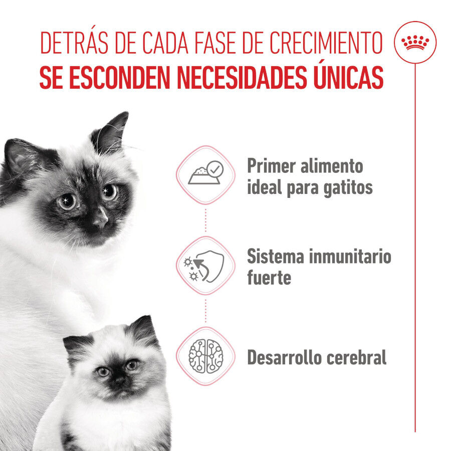 Royal Canin Mother &amp; Baby mousse latas para gatos thumbnail