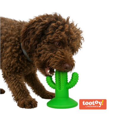 Tootoy! Chew Dental Hygiene Cactus mordedor para perros