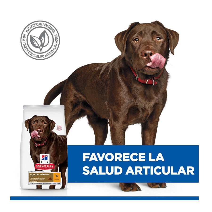 12 kg Hill's Science Plan Healthy Mobility Adult Large Pollo pienso para perros, , large Imagen numero 5