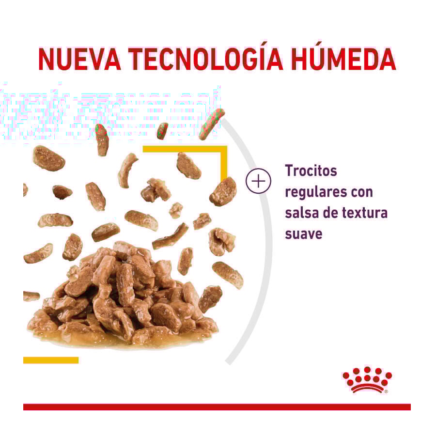 Royal Canin Adult Sensory Taste salsa sobre para gatos thumbnail