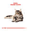 4 kg Royal Canin Adult Maine Coon pienso para gatos, , large indicador imagen numero 4