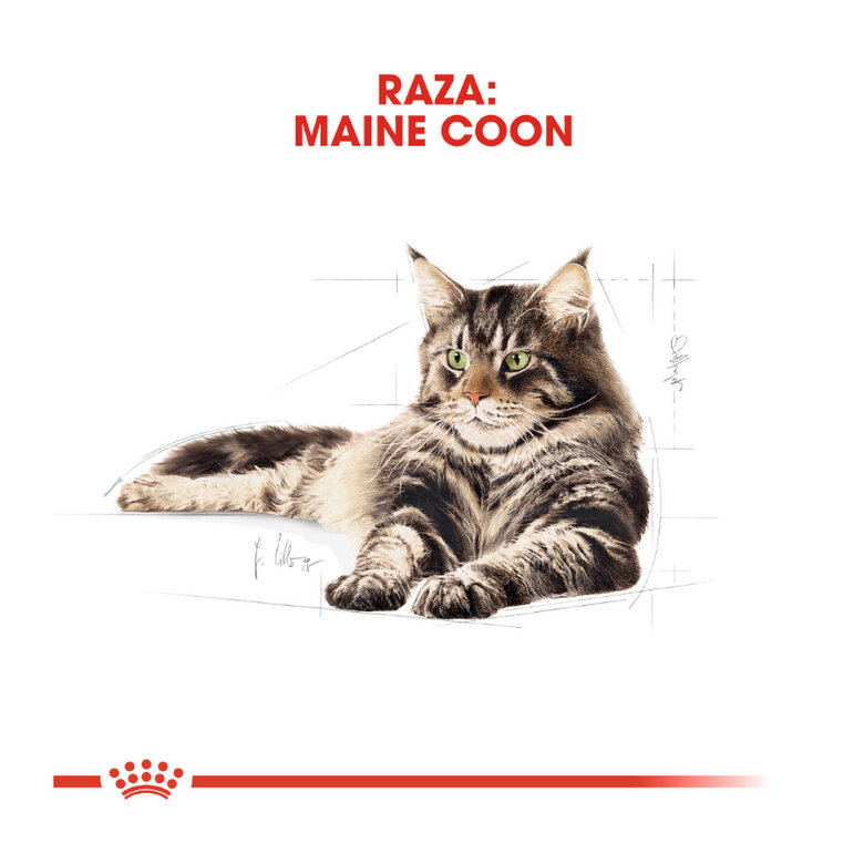 10 kg Royal Canin Adult Maine Coon pienso para gatos,  Imagen numero 4 10 kg Royal Canin Adult Maine Coon pienso para gatos, , large Imagen numero 4