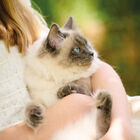Beaphar Calming Pipetas Relajantes para gatos, , large image number null