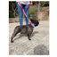 Freedog Cool Pro Tech Correa Refrescante Fucsia para perros, , large indicador imagen numero 4