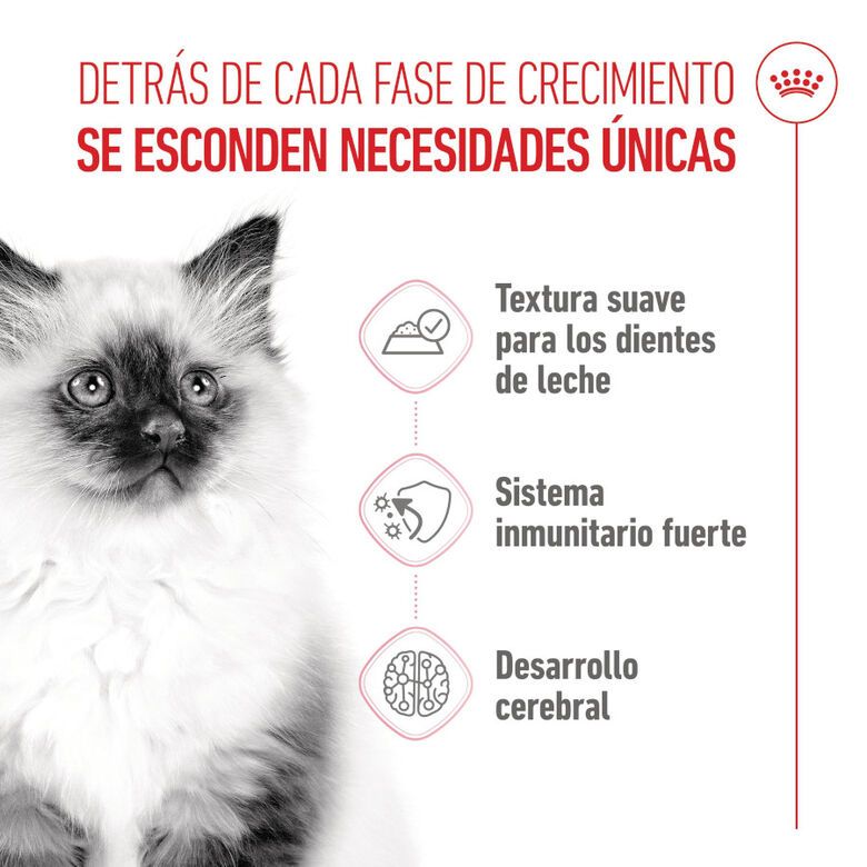 Royal Canin Kitten sobre en salsa para gatos thumbnail