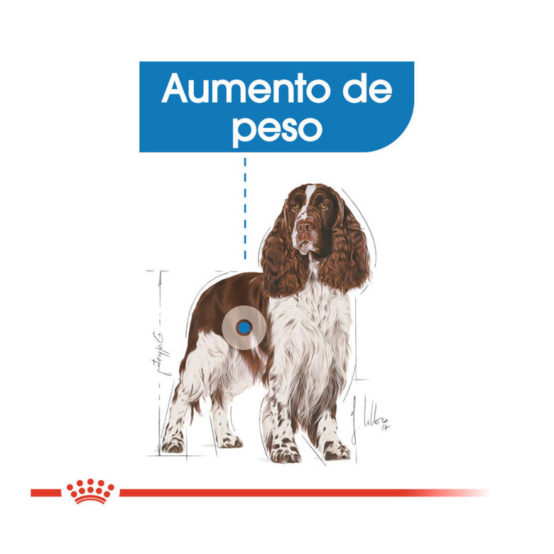 12 kg Royal Canin Medium Light Weight Care pienso para perros,  Imagen numero 5 12 kg Royal Canin Medium Light Weight Care pienso para perros, , large Imagen numero 5