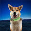 Nite Ize NiteDog Collar Led Recargable Verde para perros, , large indicador imagen numero 2