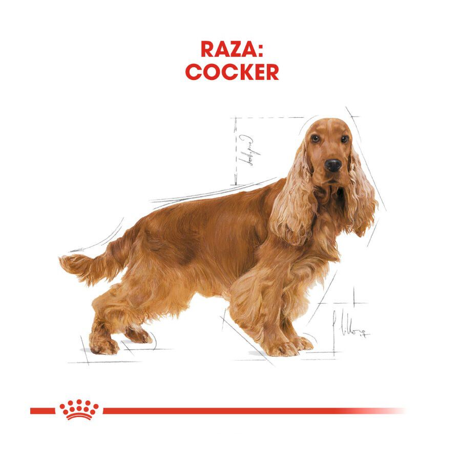 Royal Canin Adult Cocker pienso para perros thumbnail