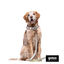 Correa estampada hojas para perros, , large indicador imagen numero 3