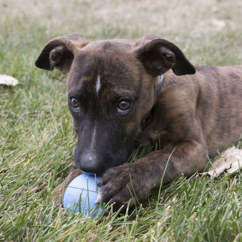 Kong Puppy pelota con orificio para perros thumbnail