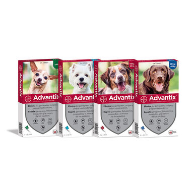 Bayer Advantix Pipetas Antiparasitarias para perros - Pack 4