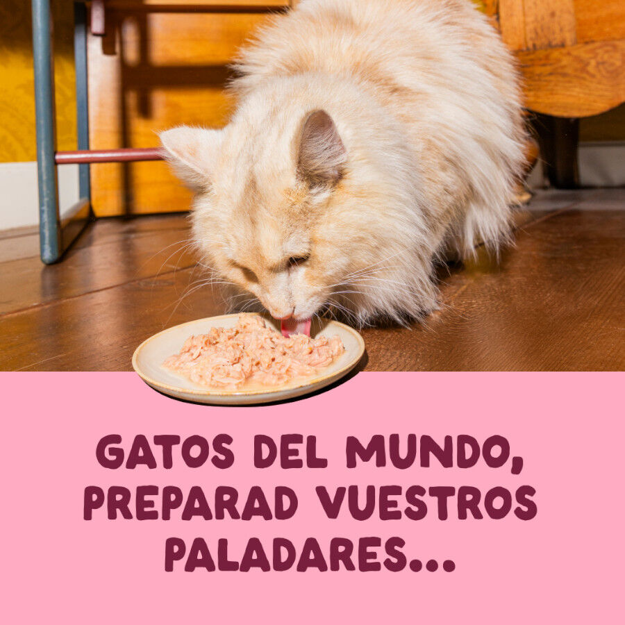 70 g Edgard & Cooper Filetes de Pollo y Gambas Lata para gatos, , large Imagen numero 2