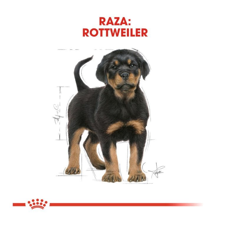 12 kg Royal Canin Puppy Rottweiler pienso para perros ,  Imagen numero 4 12 kg Royal Canin Puppy Rottweiler pienso para perros , , large Imagen numero 4
