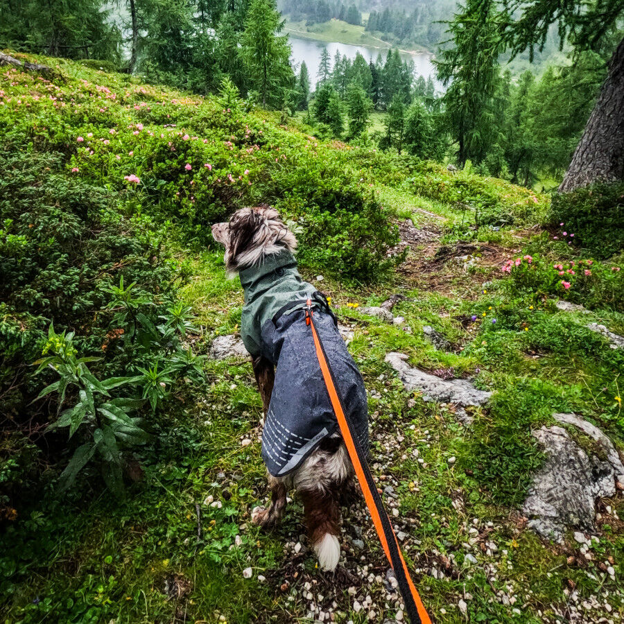 Non-stop dogwear Fjord Chubasquero Impermeable Negro y Verde para perros thumbnail