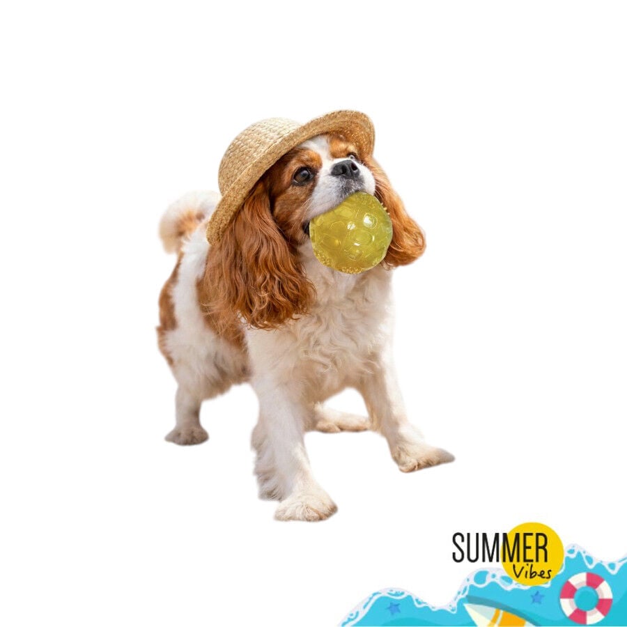 Summer Vibes Pelota de goma juguete para perros, , large Imagen numero 9
