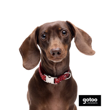 Gotoo Collar estampado cachemira rojo para perros