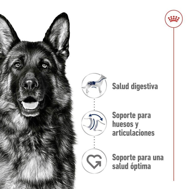 15 kg Royal Canin Maxi Adult pienso para perros,  Imagen numero 5 15 kg Royal Canin Maxi Adult pienso para perros, , large Imagen numero 5