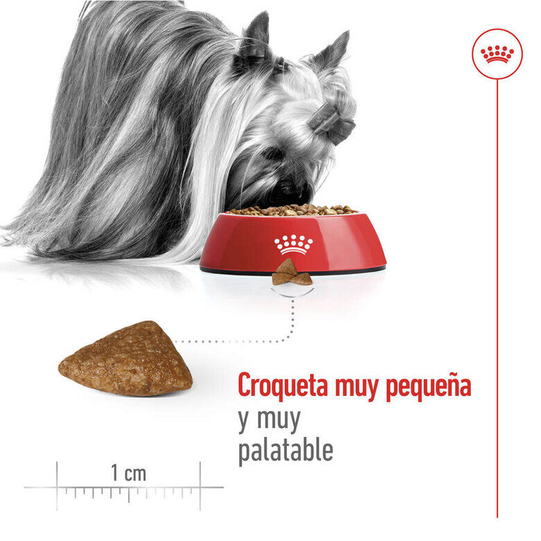 Royal Canin X-Small Ageing 12+ Adult pienso para perros thumbnail