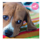 Adaptil Junior Collar Anti-estrés para perros , , large image number null