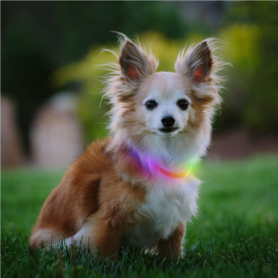 Nite Ize Nite Howl Disc-O-Select LED Mini Collar para perros thumbnail