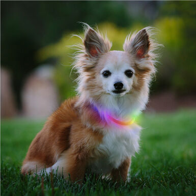 Nite Ize Nite Howl Disc-O-Select LED Mini Collar para perros