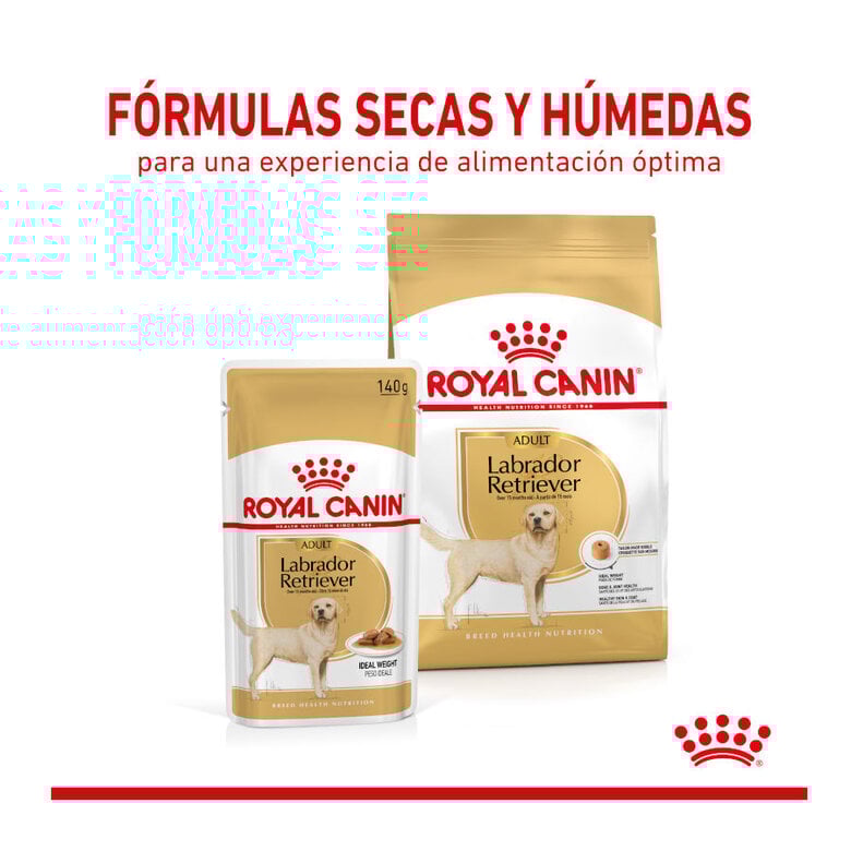 140 g Royal Canin Labrador Sobres para perros,  Imagen numero 3 140 g Royal Canin Labrador Sobres para perros, , large Imagen numero 3