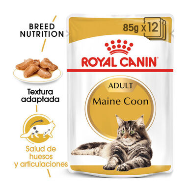 Royal Canin Maine Coon comida húmeda para gatos