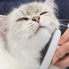 Catit Grooming Kit de belleza para gatos de pelo largo, , large image number null