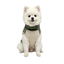 Gotoo Jersey Polar Verde para perros, , large indicador imagen numero 7