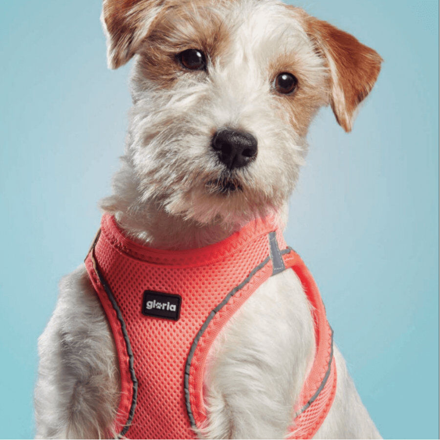 Gloria Air Mesh Trek Star Arn&eacute;s Rosa para perros, , large Imagen numero 4