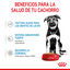140 g Royal Canin Húmedo Maxi Puppy, , large indicador imagen numero 4