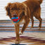Kong Jaxx Brights Pelota con Cuerda para perros, , large indicador imagen numero 3