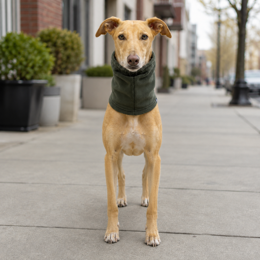 Gotoo Bufanda Polar Verde para perros, , large Imagen numero 1