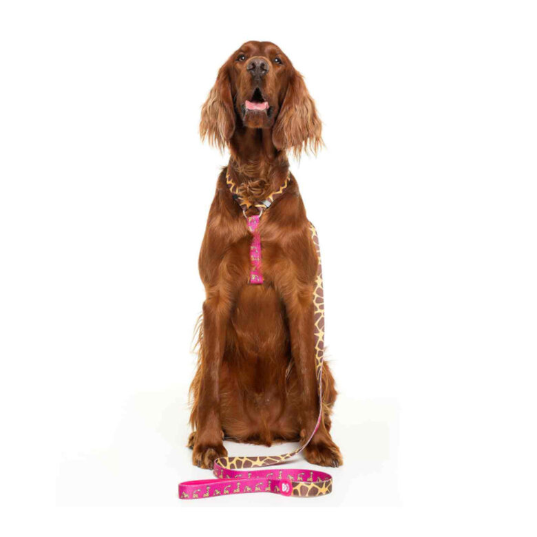 Dukier Savana Arnés Clásico Estampado Jirafas para perros,  Imagen numero 2 Dukier Savana Arnés Clásico Estampado Jirafas para perros, , large Imagen numero 2