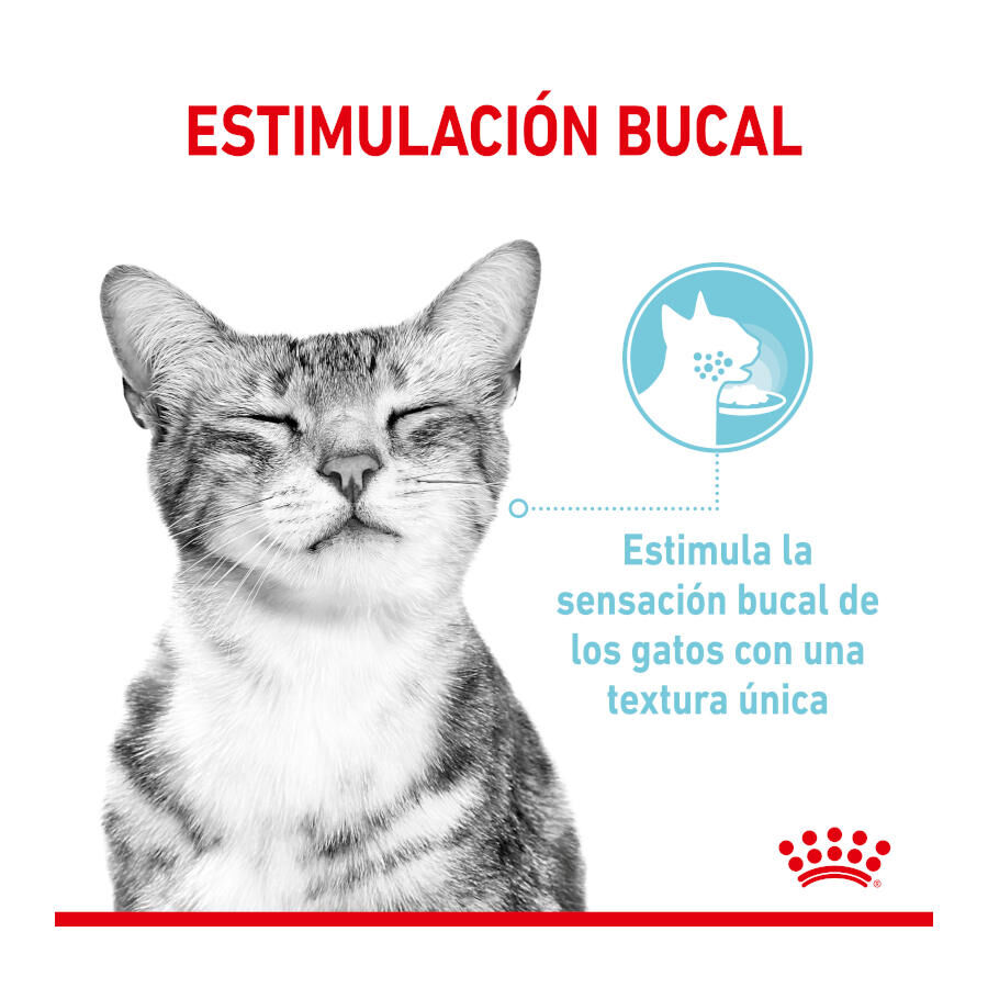 Royal Canin Adult Sensory Feel salsa sobre para gatos thumbnail