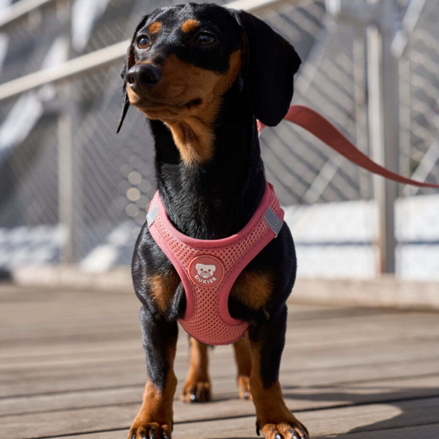 Dukier Body Essential Color Terracota para perros, , large Imagen numero 2