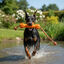 All For Paws Wow Play Juguete Stick Flotante para perros, , large indicador imagen numero 1