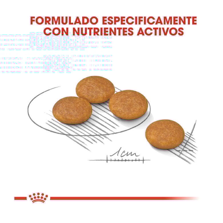 8 kg Royal Canin Dermacomfort Mini pienso para perros,  Imagen numero 4 8 kg Royal Canin Dermacomfort Mini pienso para perros, , large Imagen numero 4