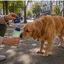 Gotoo Botella Bebedero Port&aacute;til de Silicona Azul y Verde para perros y gatos, , large indicador imagen numero 1