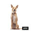 Gotoo Collar Biothane marrón para perros, , large indicador imagen numero 7