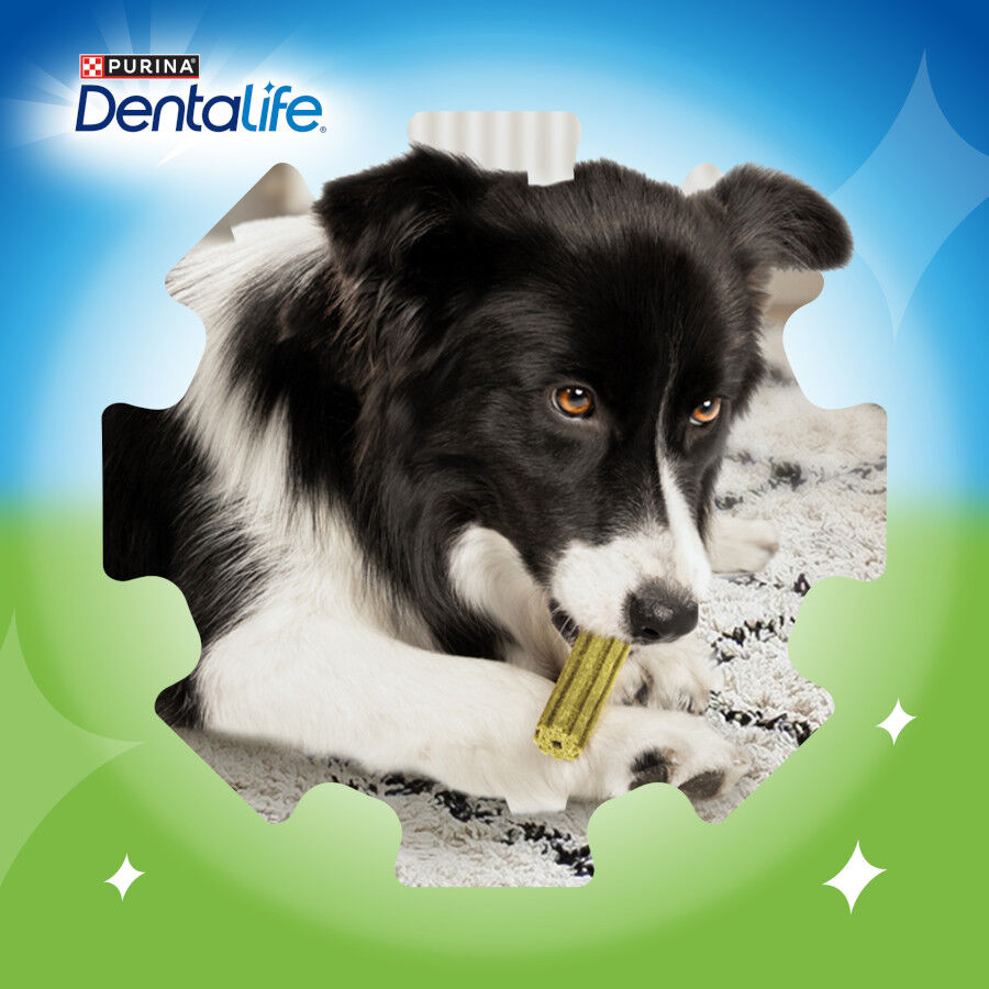 5 barritas Dentalife Snacks Dentales Medium ActivFresh para perros, , large Imagen numero 7