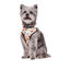 Dukier Arnés Reversible Estampado Tattoo para perros, , large indicador imagen numero 2